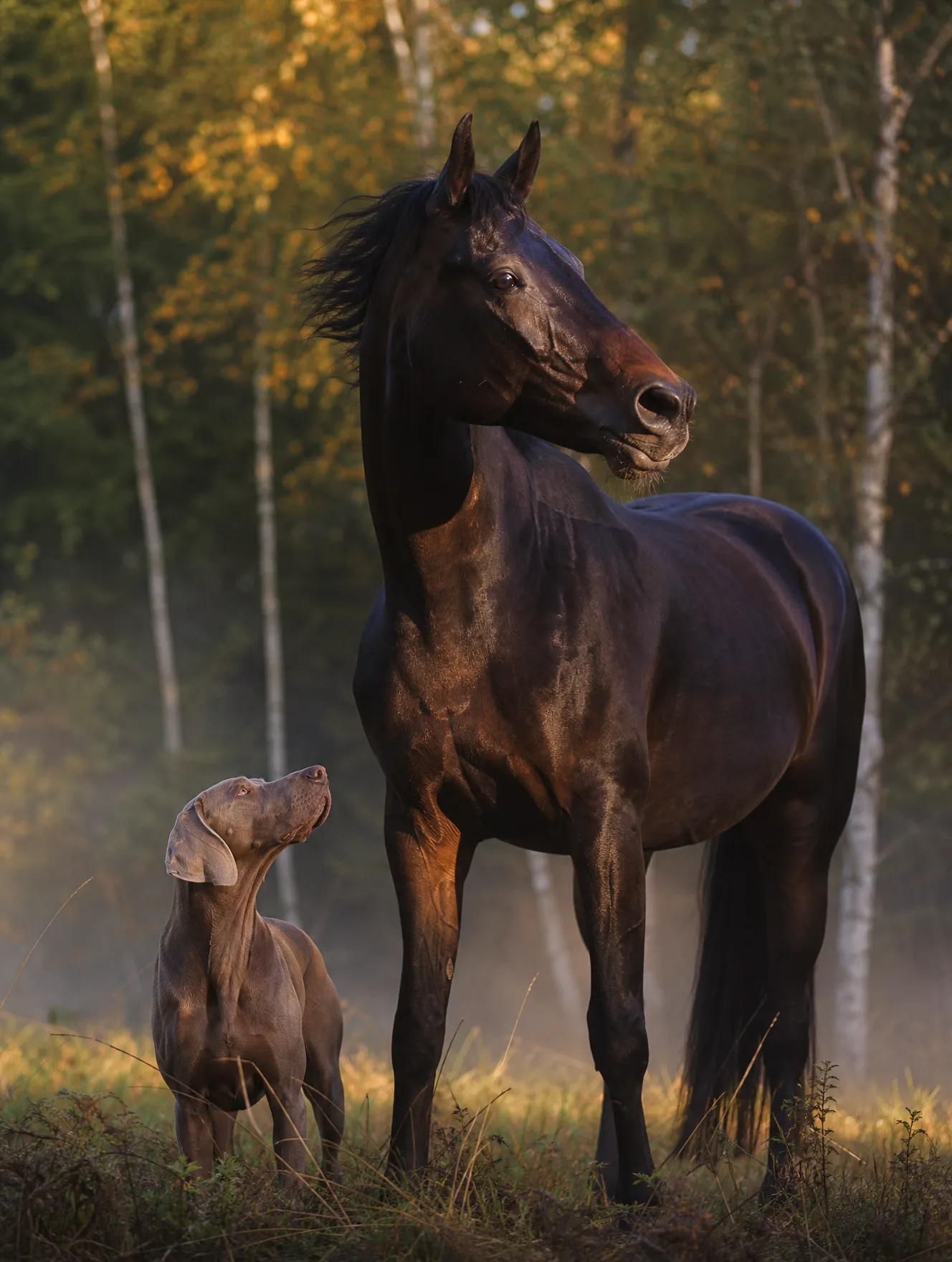 Harmony and Apollo — dark Arabian mare and silver-gray Weimaraner on a forest clearing at golden hour, the inspiration behind the sculptural vessel design language