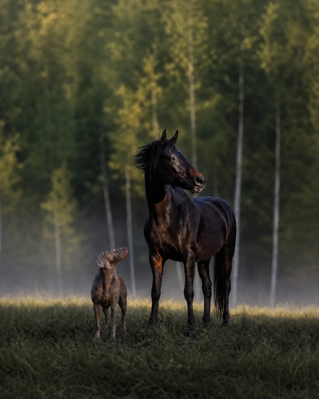 Harmony und Apollo — Araberstute und Weimaraner, die Inspiration für die Marke